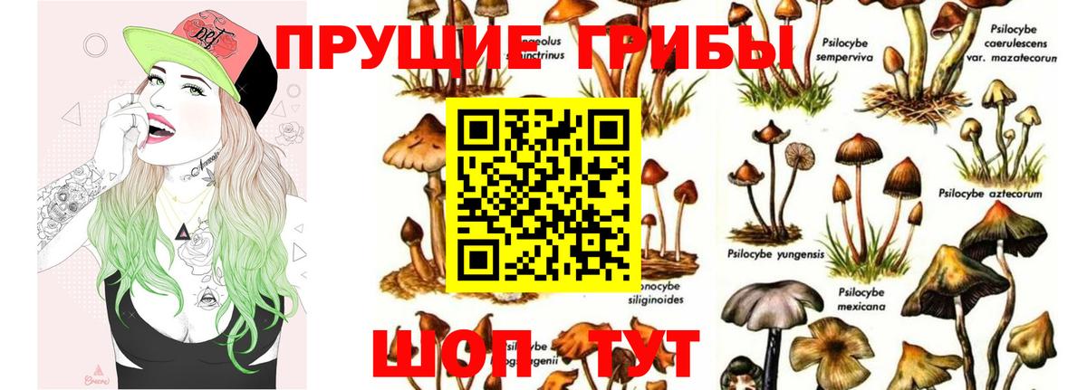 Псилоцибиновые грибы мицелий Похвистнево